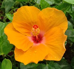 Orange Lagos Tropical Hibiscus, Hibiscus rosa-sinensis 'Lagos'